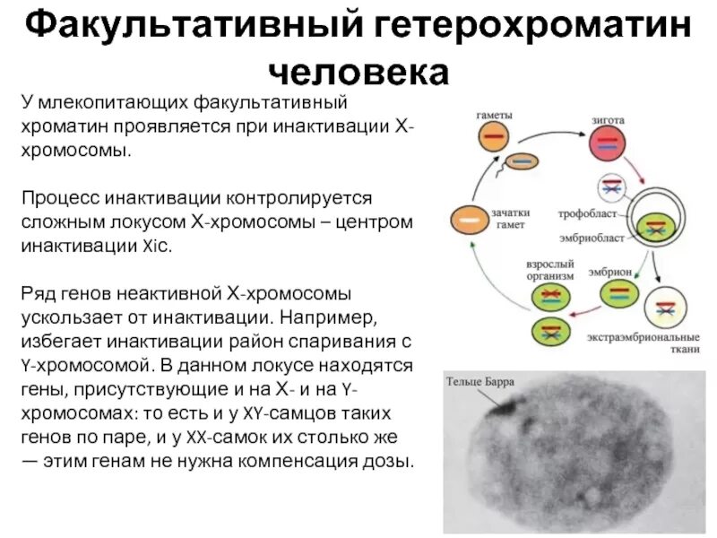 Геном расположенным в хромосоме у человека контролируется