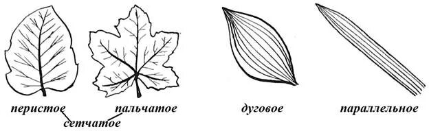 Жилкование сетчатое дуговое параллельное. Дуговое жилкование листьев. Параллельное и дуговое жилкование листьев. Параллельное жилкование листа. Параллельное жилкование листьев.