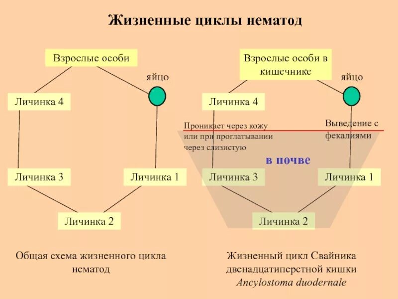Жизненный цикл человека. Жизненный цикл нематод схема. Цикл развития нематод. Цикл развития нематод геогельминтов. Схема жизненного цикла.