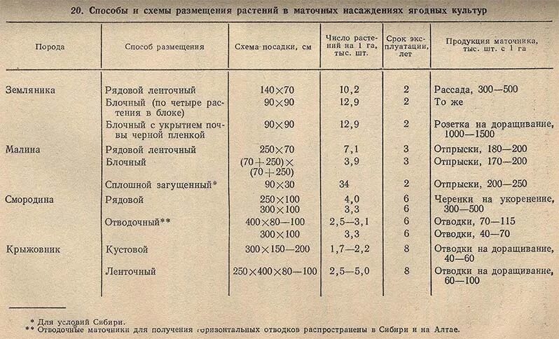 На каком расстоянии сажать черешню друг. Расстояние посадки между плодовыми деревьями. Схема посадки ягодных культур. Время посадки деревьев и кустарников. Таблица срока посадки плодовых деревьев.