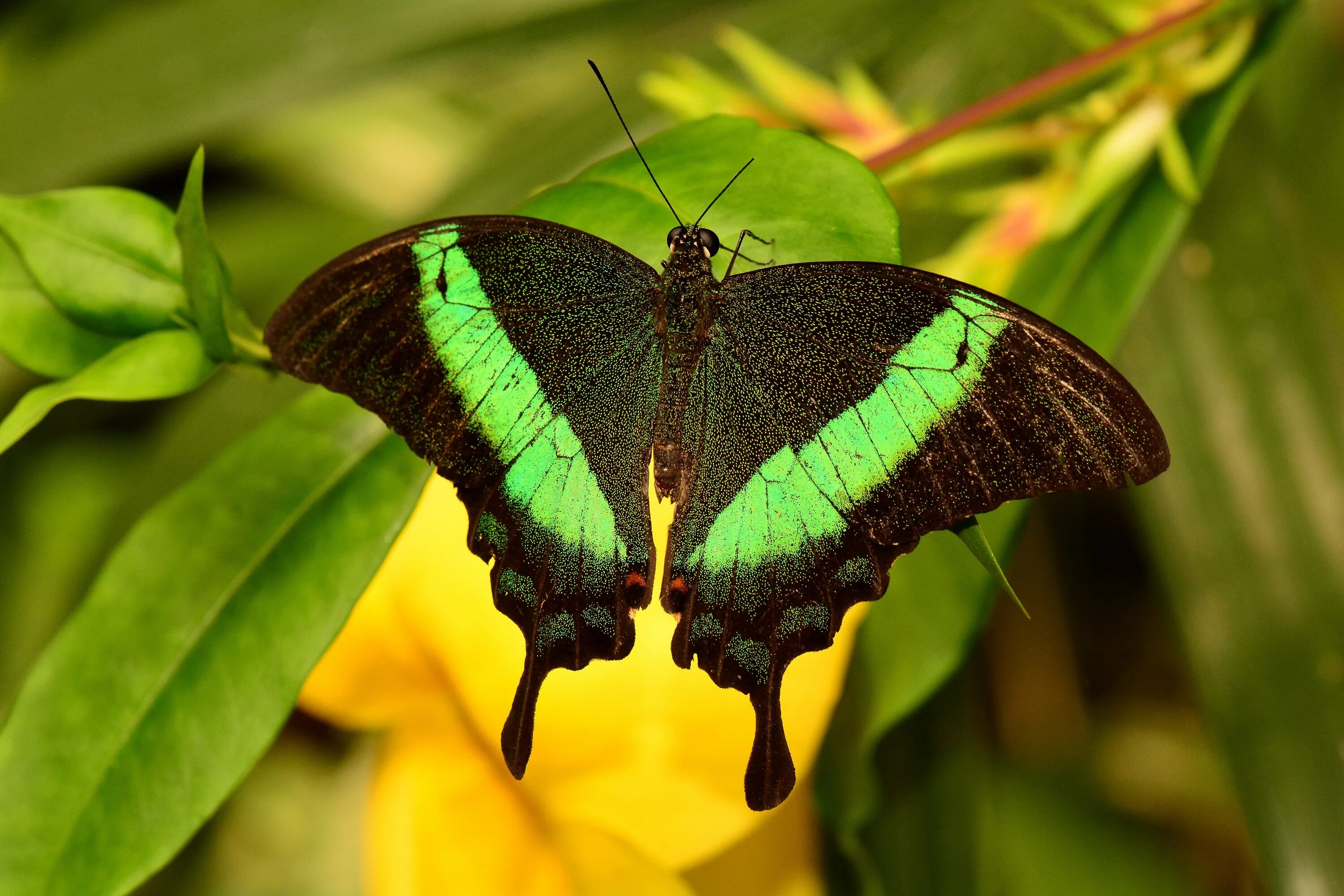 Класс насекомые бабочки. Парусник Палинур Papilio Palinurus. Изумрудный Махаон бабочка. Бабочка парусник Махаон Изумрудная. Бабочка парусник Махаон.