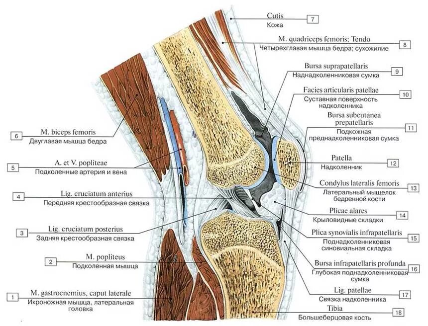 Строение колена у человека. Коленный сустав атлас Синельникова. Мышцы коленного сустава анатомия. Крыловидные складки коленного сустава анатомия. Коленный сустав Сагиттальный распил.