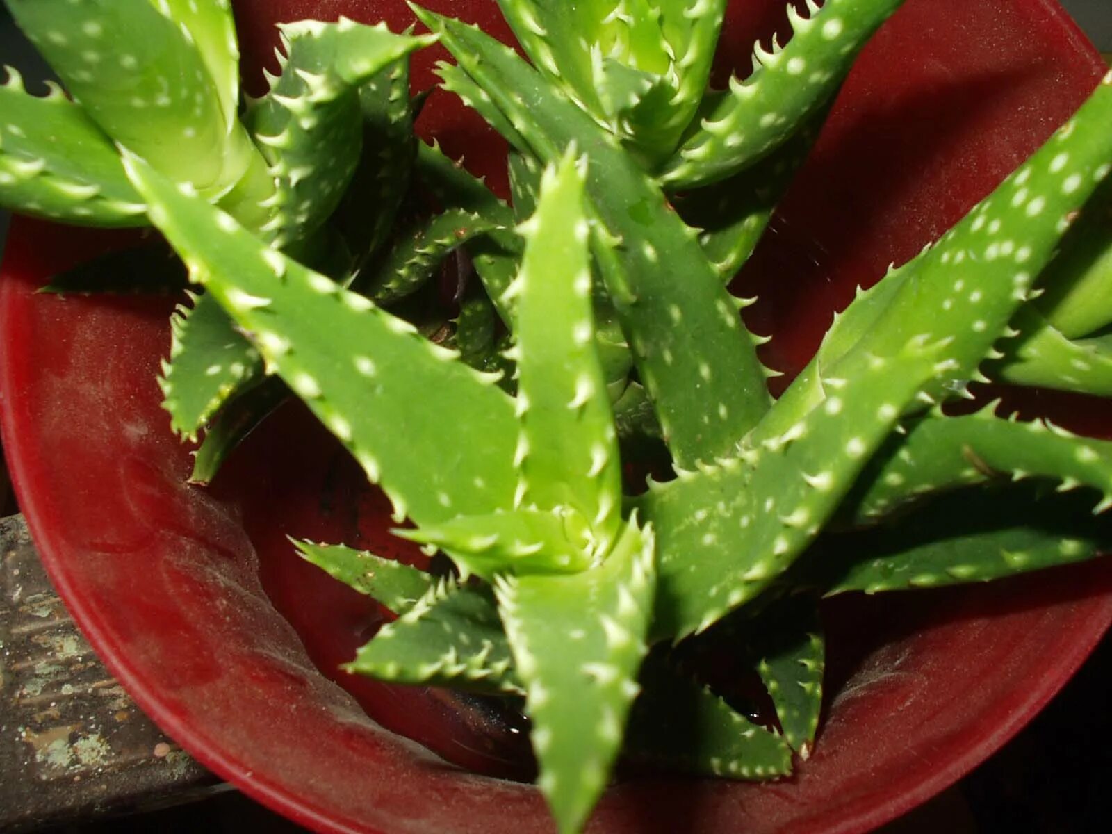 Алоэ с толстыми листьями. Алоэ скуарроса. Aloe squarrosa/алоэ Скварроза. Алоэ ювенна. Алоэ оттопыренное.