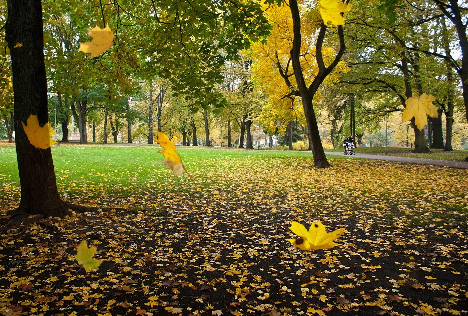 Листья кружатся. Листья над городом кружатся. Желтый листопад. Листопад над городом. Листья желтые кружатся оригинал