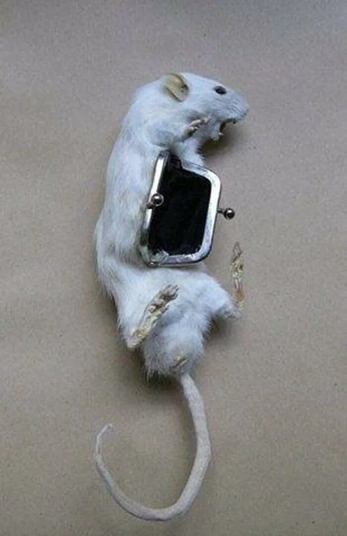 кейт спейд сумки. крыса в сумке. крыса с рюкзаком. сумка крыса. крыса в сумке.