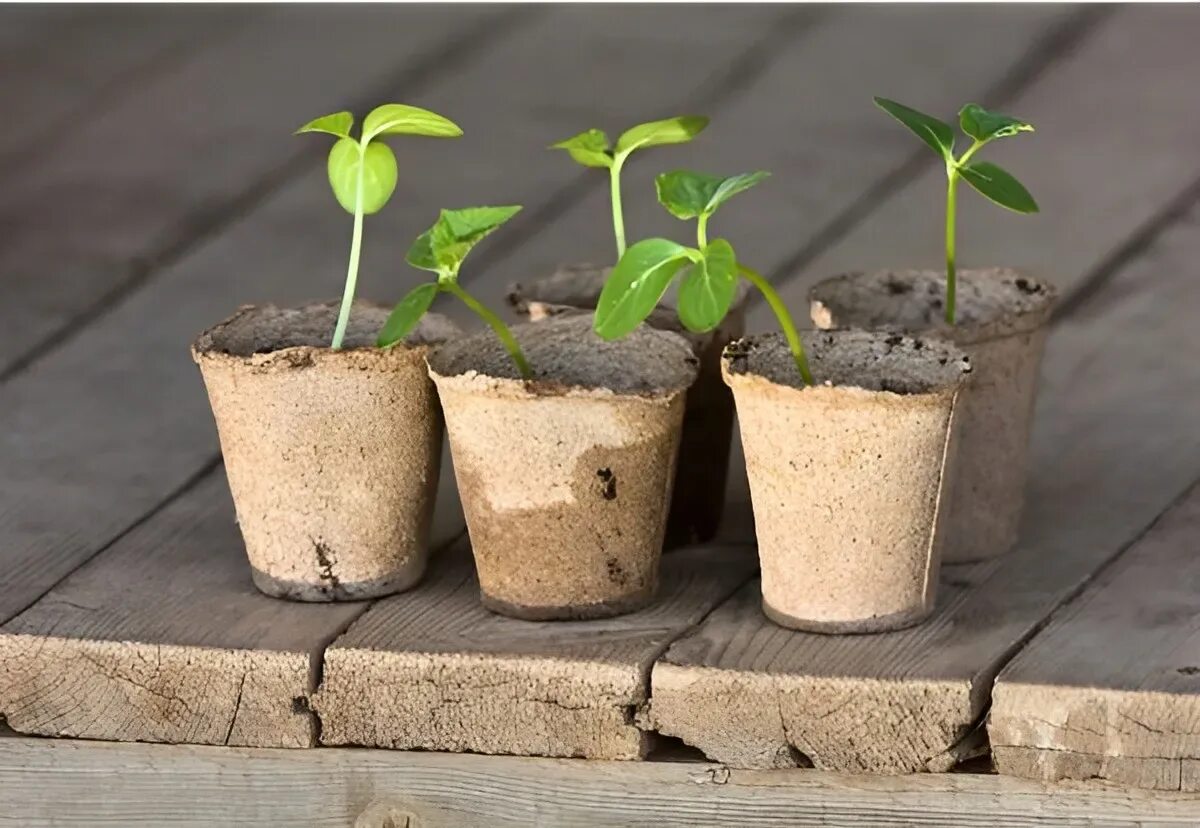 Торфяные горшочки для рассады. Рассада огурцов. Seedling «рассада». Семена торфяные горшочки. Всходы семян огурца