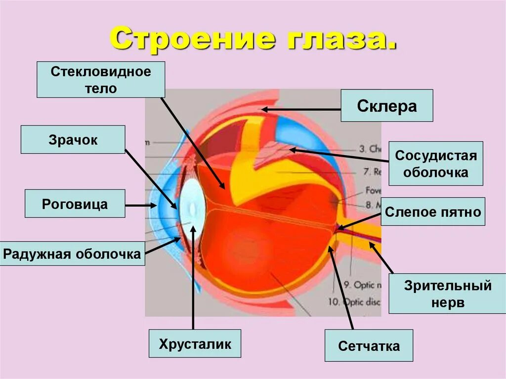 Орган зрения тест 8 класс биология