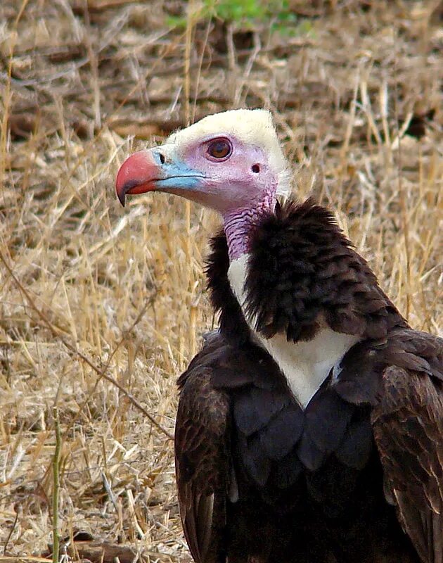 птица падали. птица хищник падальщик. африканский ушастый гриф. птица падает в гнездо. падальщики в африке.