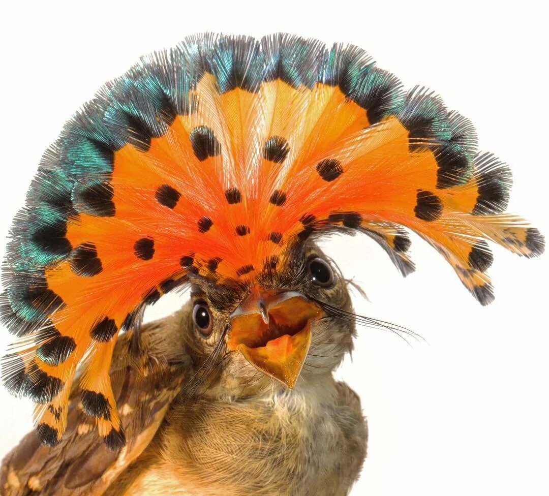 Амазонский венценосный мухоед. Экзотические птицы. Венценосный колибри. Самая добрая птица. Самая добрая птица.