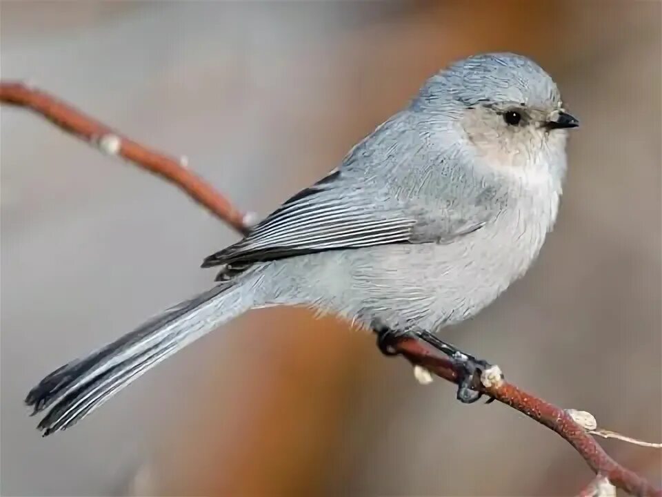 Маленькая серая птичка фото Eastern Olivaceous Warbler Iduna pallida juvenile stga48792