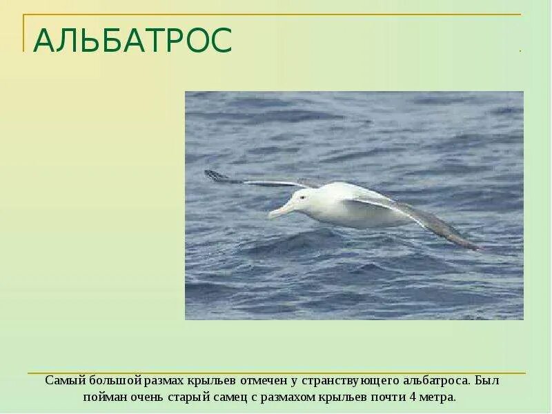 Млекопитающее с большим размахом крыльев. Сообщение о альбатросе. рассказ про альбатроса. альбатрос размах крыльев. альбатрос где обитает.