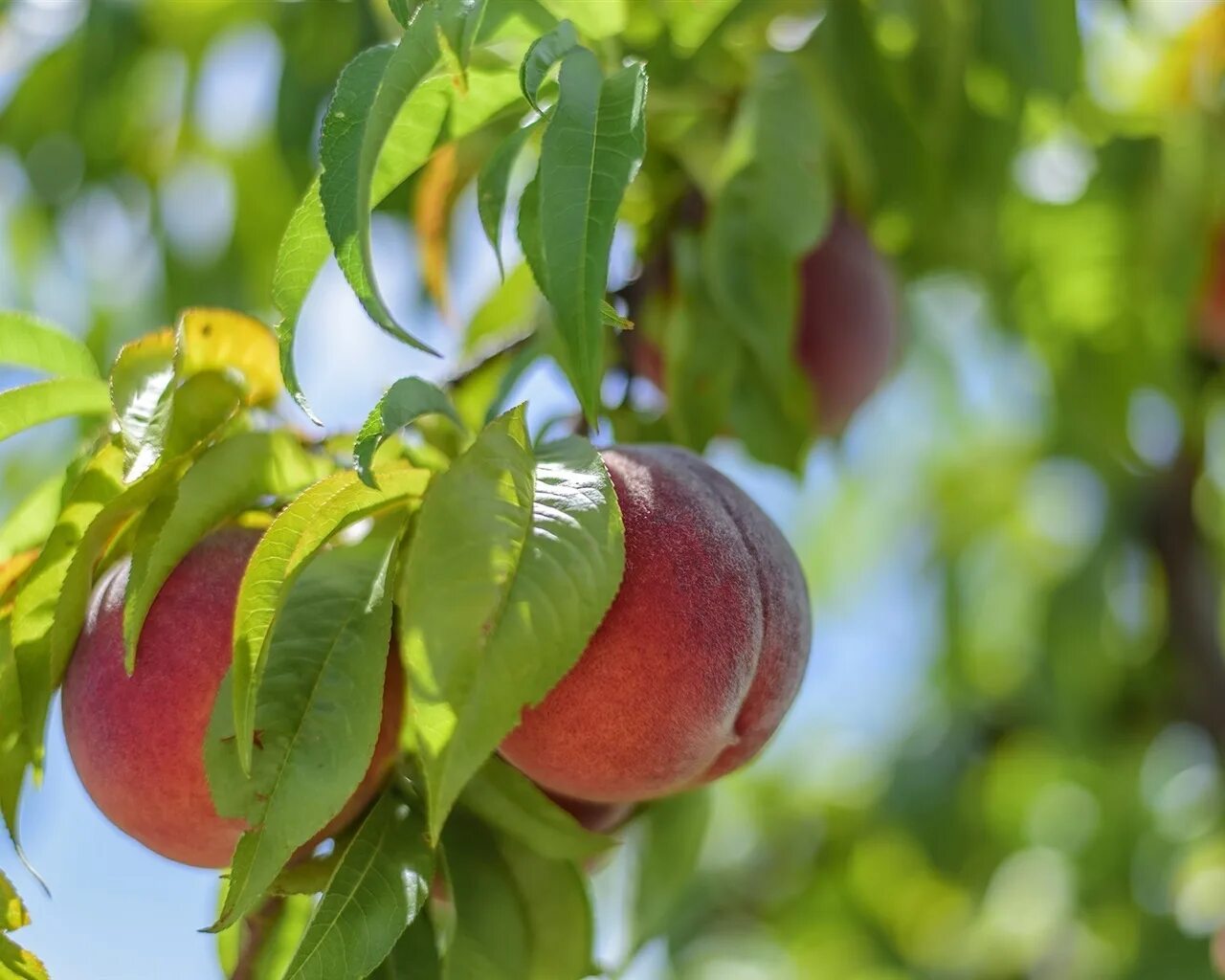 Peach tree