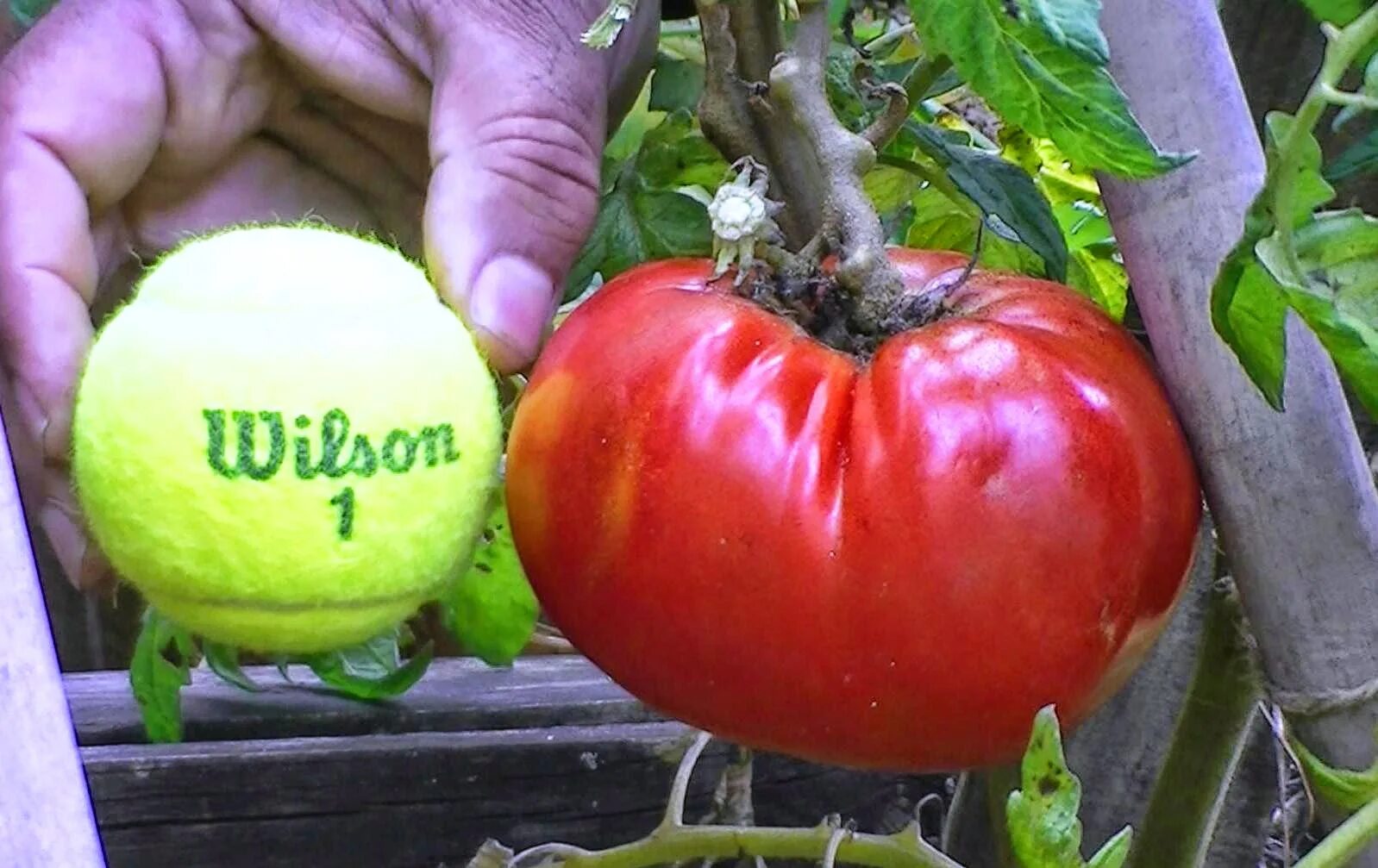 Tree tomatoes. Томат гигант гарден. томат итальянское дерево. томат гигантисика. томат italian tree.