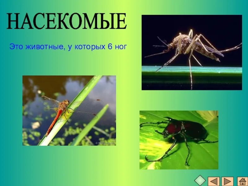 Насекомые это животные у которых. Животные у которых шесть ног. насекомые 6 ног. животные у которых 6 конечностей.