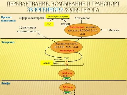Экзогенный транспорт