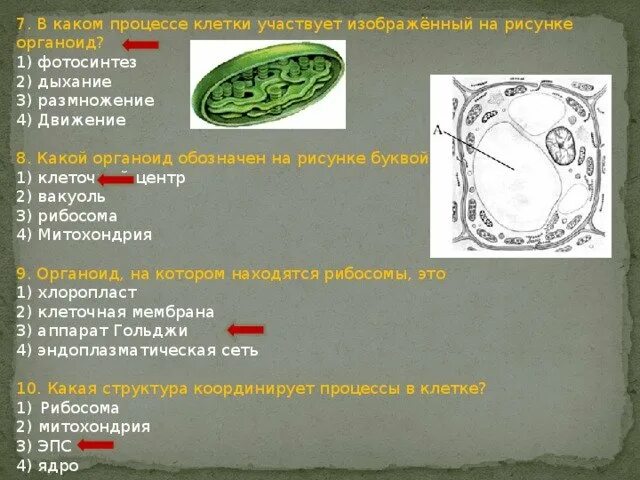 На рисунке изображена растительная. Какой органоид изображен на рисунке. Фотосинтез органоид клетки. Клетка ОГЭ биология. Какая органелла изображена на рисунке.
