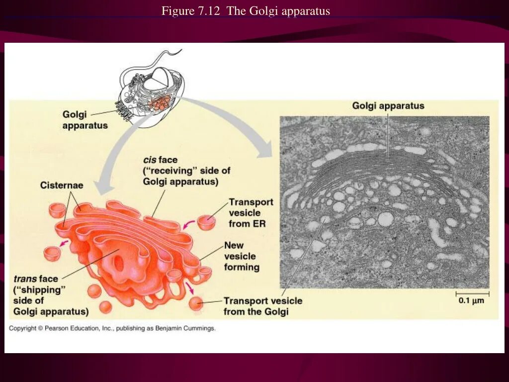 Api v4 facade cis cis list. Cis golgi apparatus. golgi body. golgi apparatus structure.