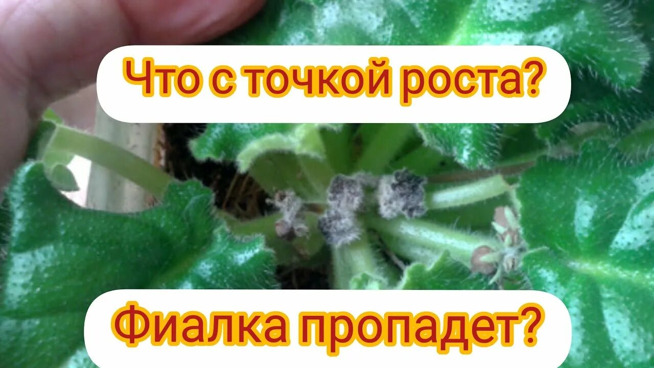 Почему пропадает центр розетки у фиалок? Проблемы с точкой роста у фиалки! Фиалк