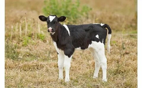 Сауыншы қыздың порно фотосы