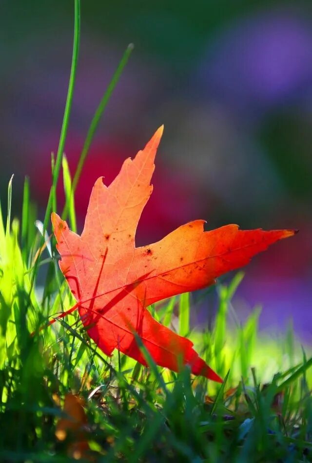 Checkout this Wallpaper for your iPhone: http://zedge.net/w10414980?src=ios&v=2.
