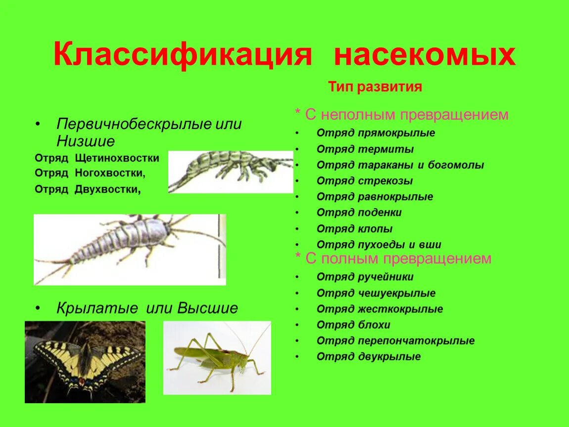 Типы насекомых. Классификация насекомых 7 класс биология. Бескрылые насекомые классификация. Систематика насекомых Равнокрылые. Классификация насекомых с полным и неполным превращением.