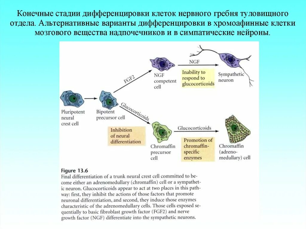 Состояние клеток вступивших на определенный путь дифференцировки. Дифференцировка нейронов схема. дифференцировка нервных клеток. нервный гребень и плакоды их дифференцировка. дифференцировка клеток нервной трубки.
