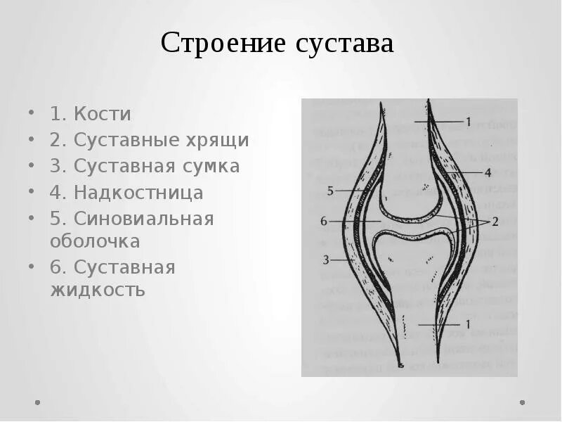 Какие структуры сустава обозначены цифрами. Строение сустава синовиальная сумка. Строение сустава человека ЕГЭ. План строения сустава. Схема сустава с подписями.