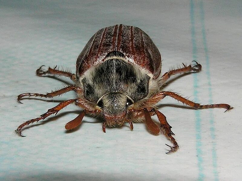 Морская звезда, лангуст, краб. Членистоногие 4. Восьмиточечный паук-краб. Grapsus grapsus. Членистоногие систематика.