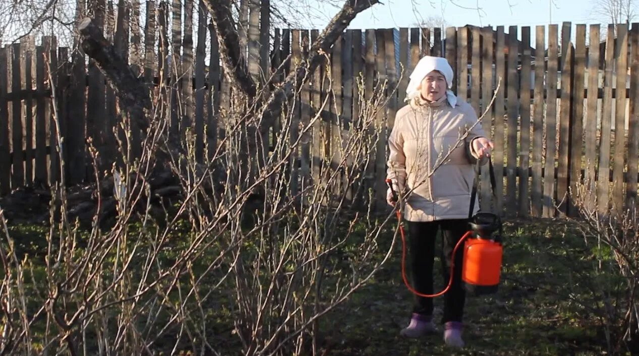 Опрыскивание кустов смородины. Обработка кустарников от вредителей. Обработка кустарников весной. Обработка смородины весной. Обработка смородины медным купоросом