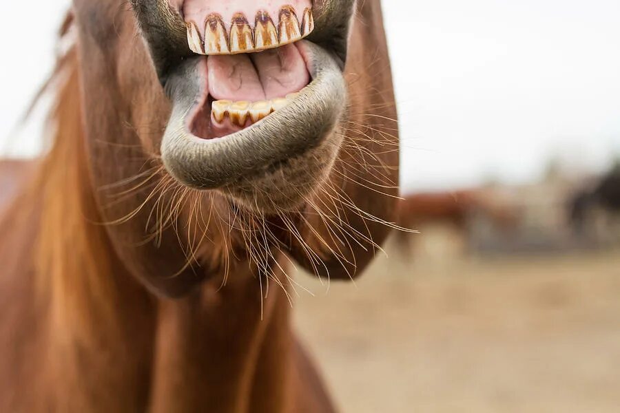 Лошадиные зубы. Лошадь с зубами ржет. Конь смеется. Красивые зубы лошади.