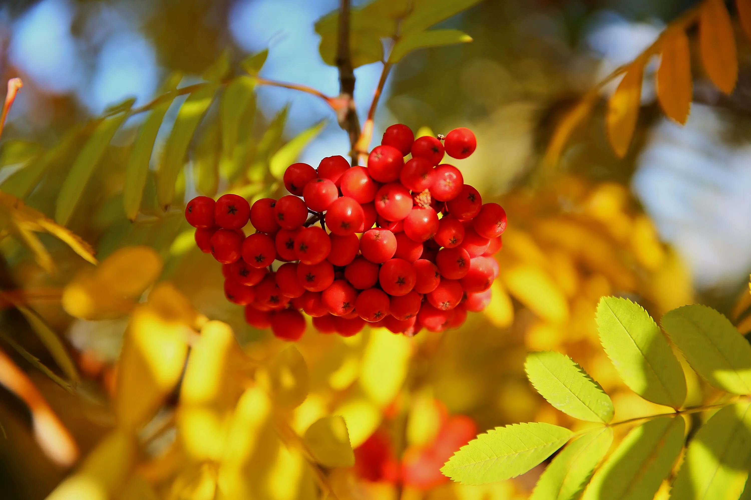 Картинки на рабочий стол рябину. Рябина обыкновенная алая крупная. Рябина обыкновенная asplenifolia. Гроздья рябины. Ой рябина рябинушка.