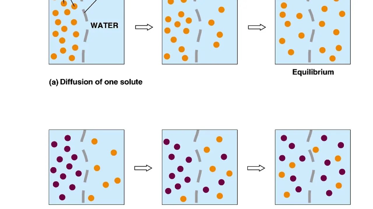 Клетки равновесия. Osmosis and diffusion. Диффузия и осмос. Осмос и диффузия в биологии. Осмос биология.