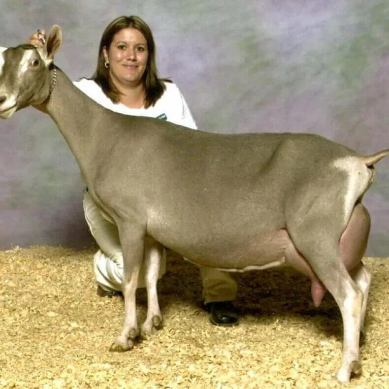 Нантская порода коз. Мурсиана эчки. Коза зааненский парола. Тоггенбургская молочная порода коз. Альпийская тоггенбургская коза.