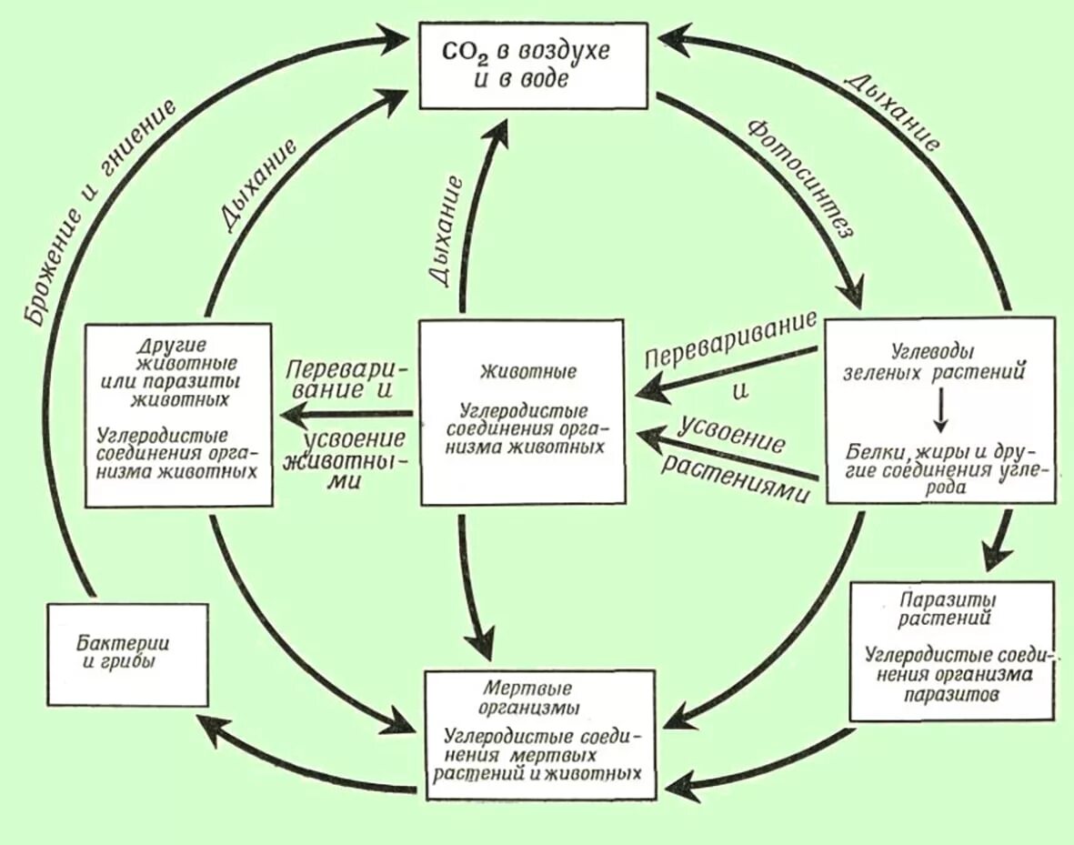 Схема круговорота углекислого газа. Биогеохимический цикл углерода схема. Круговорот углерода (по ф. Рамад, 1981). Схема биогеохимического цикла углерода в биосфере. Схема биогеохимического цикла углерода в природе.