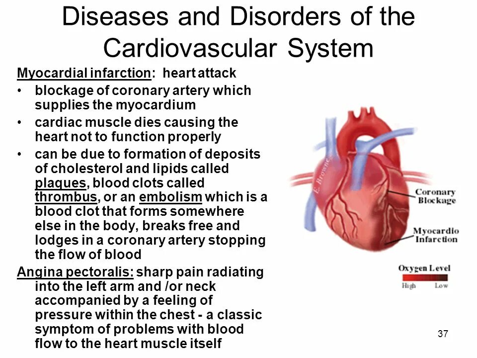 Старение сердечно-сосудистой системы. Cardiovascular System structure. Cardiovascular System задания. Cardiovascular system