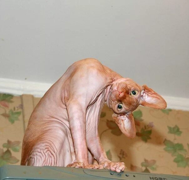 сфинкс (порода кошек).