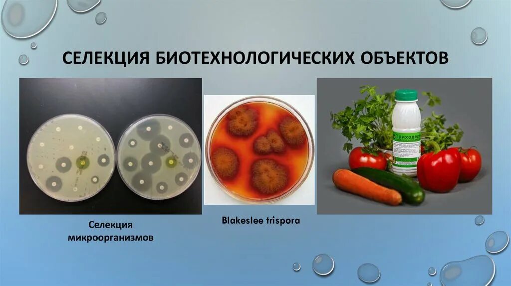 Микроорганизмы используемые в биотехнологии. Селекция штаммов микроорганизмов. Селекция микроорганизмов биотехнология. Методы селекции микроорганизмов. Биотехнология микроорганизмов.