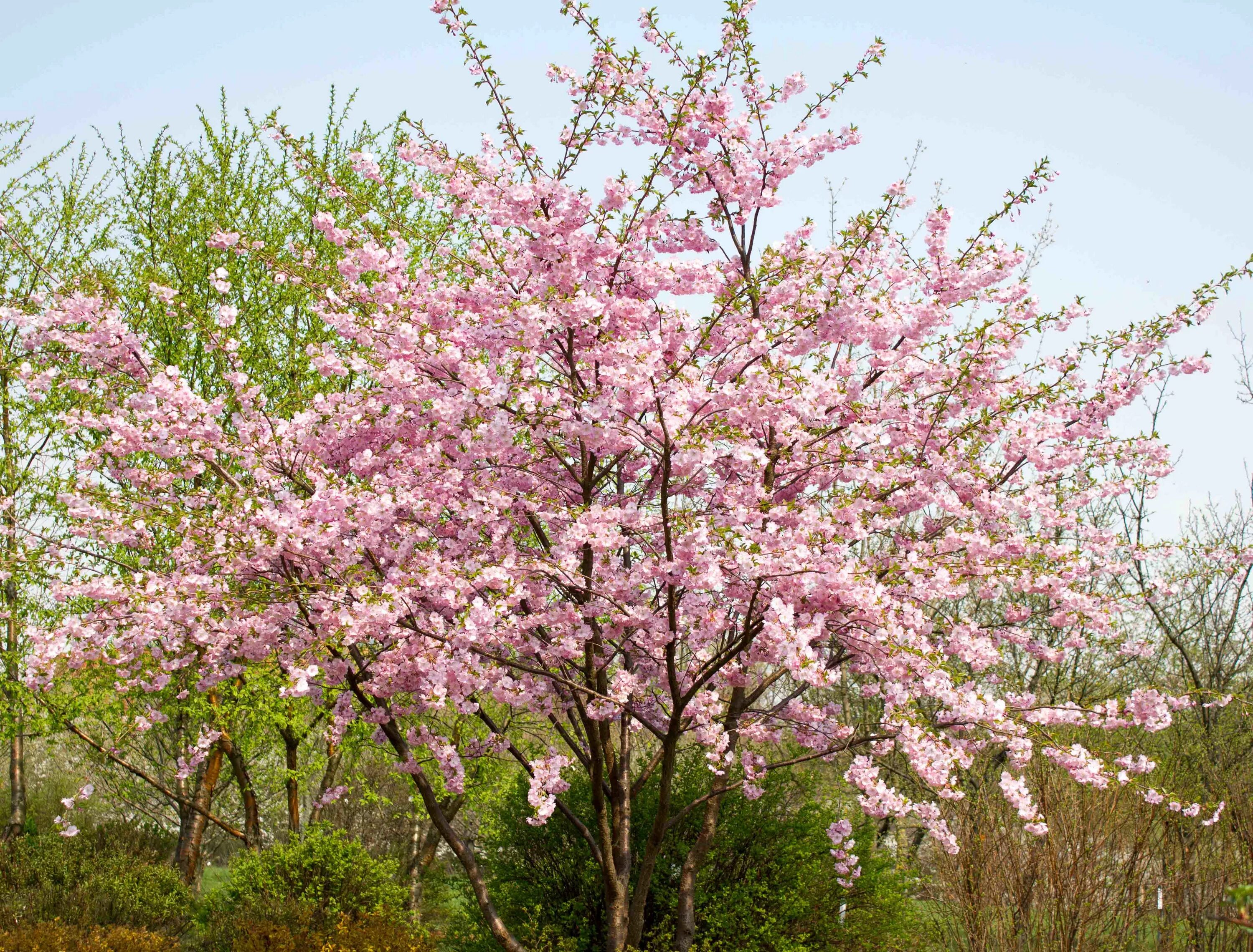 Prunus перевод. Прунус Морель. Прунус срезка. Прунус Маритима. Прунус Элли.