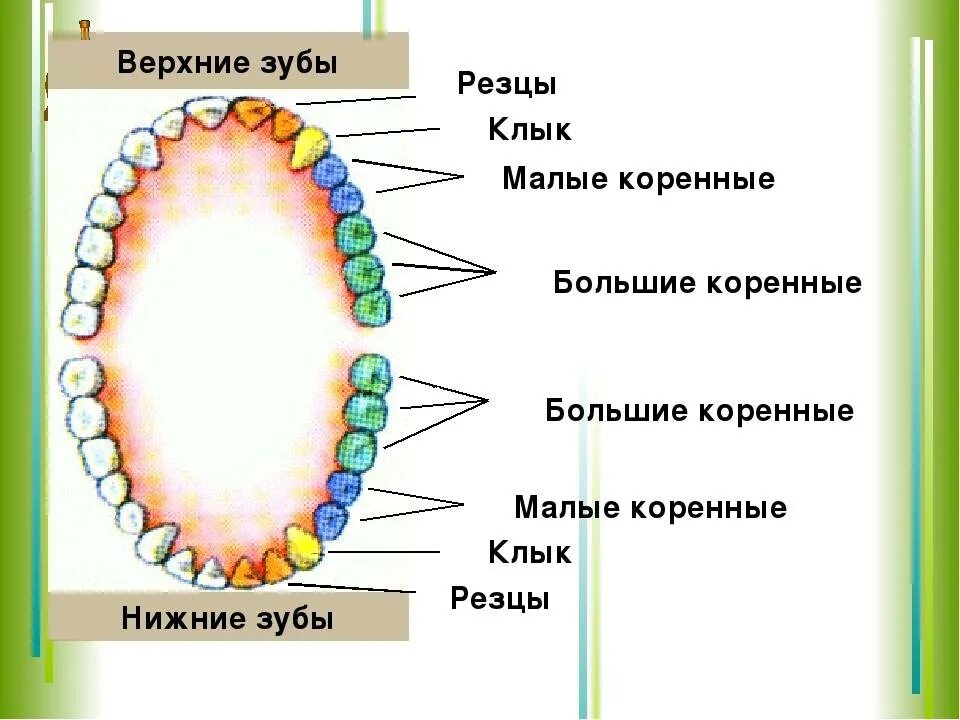 Как называются клыки. Строение зубов резцы клыки. зубы анатомия резцы клыки. типы зубов биология 8 класс. зубы человека резцы клыки схема.