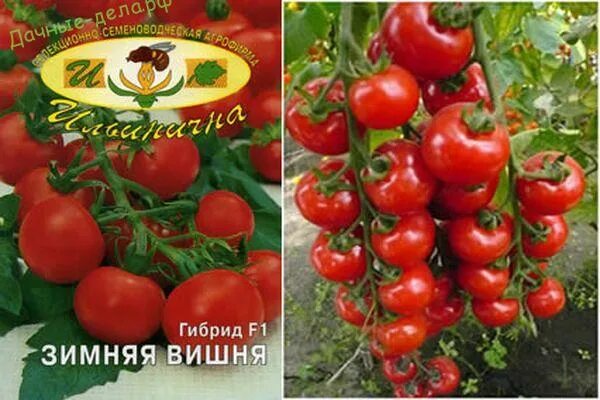 Томат зимние характеристика и описание сорта. Томат зимняя вишня f1. томат зимняя вишня биотехника. томат зимняя вишня партнер. сорт помидоры зимняя вишня.
