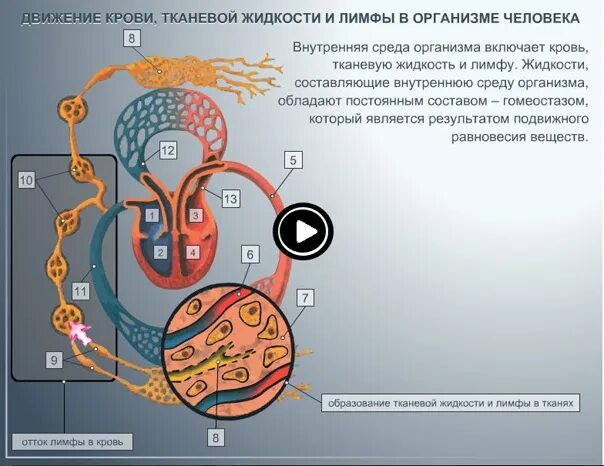 Движение среды. Схема движения крови тканевой жидкости и лимфы в организме человека. Движение крови тканевой жидкости. Циркуляция крови тканевой жидкости и лимфы. Циркуляция жидкости в организме человека.