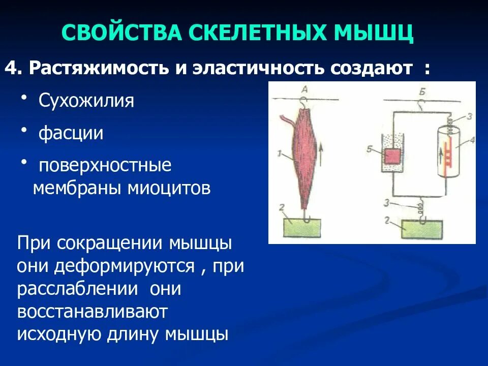 Физиология клетки. Межклеточные взаимодействия. Внутриклеточный сигналинг. Мембр