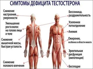 Почему повышен тестостерон у мужчин