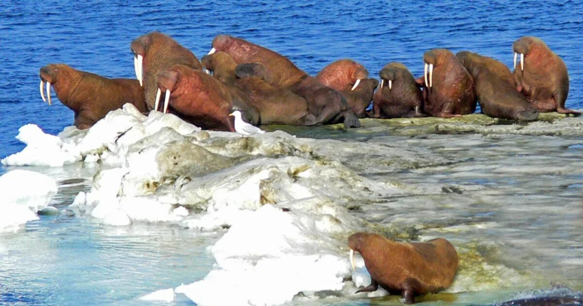 Морские котики в беринговом море. Фауна берингова моря. Сивуч командорские острова. Берингово море животные. Морские котики на командорских островах.