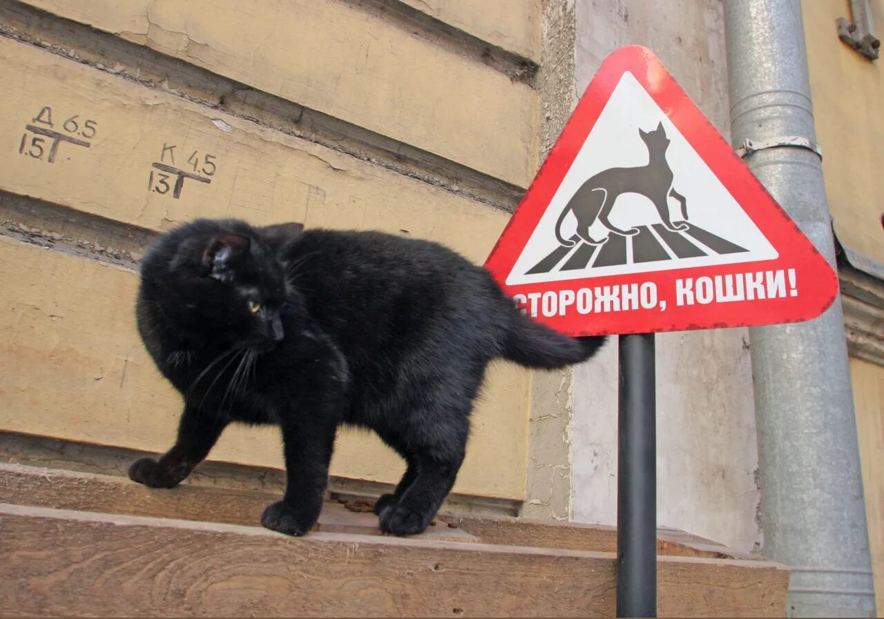 Любопытная кошка. Черный кот за углом. Котик на заборе. Городские коты. Кот охранник.