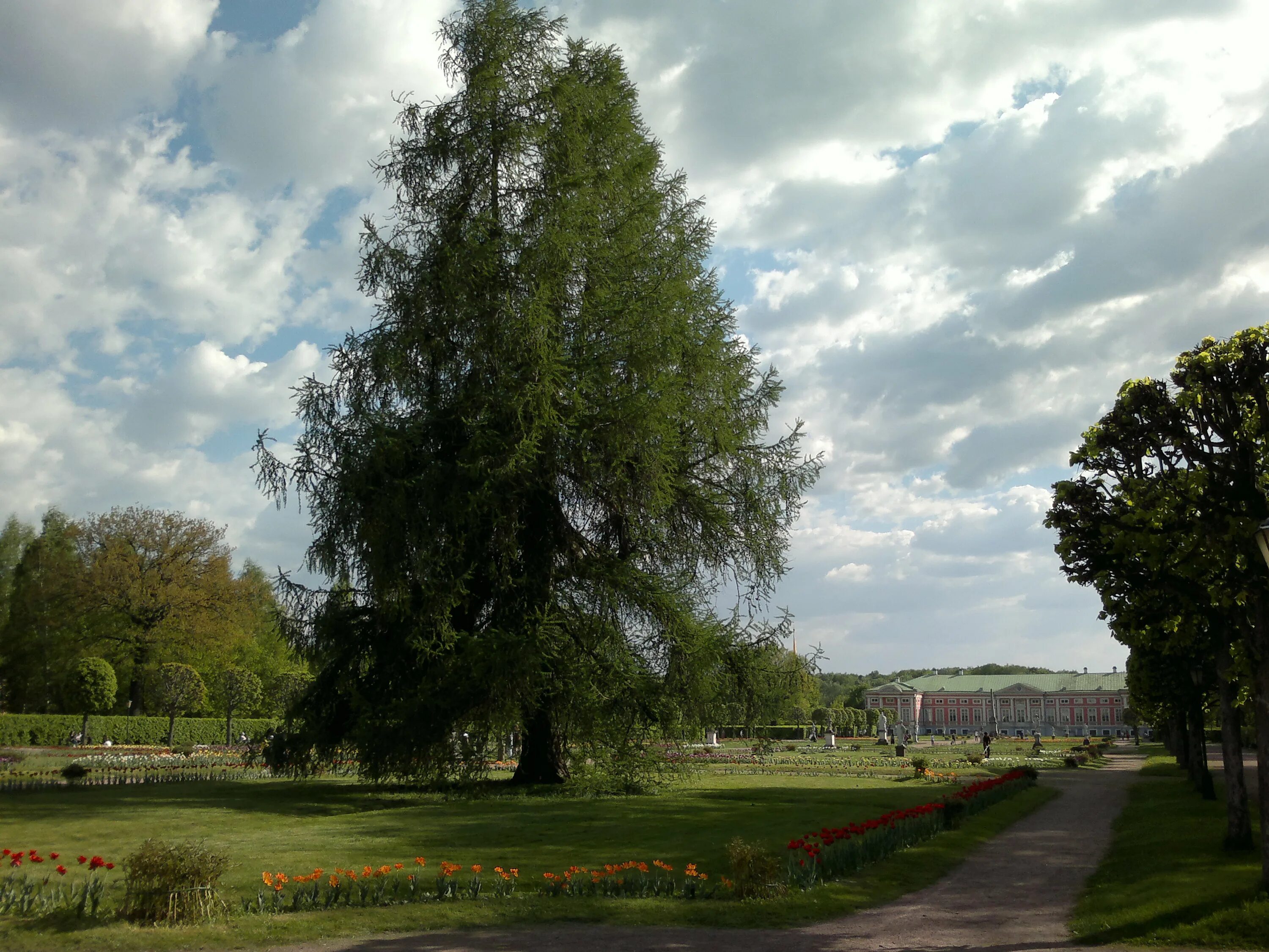 ). Лиственница гмелина. Лиственница каяндера. ). Лиственница сибирская larix sibirica.