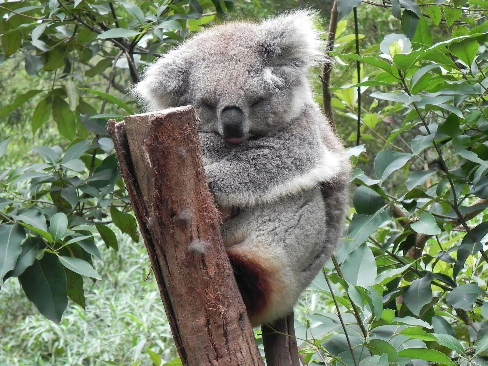 Коала на дереве. Эвкалипт дерево коала. Коала ест эвкалипт. Красная коала