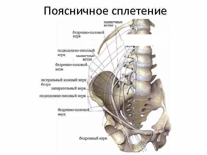 Пояснично-крестцовое сплетение анатомия. Схема нервов пояснично крестцового отдела. Подвздошно подчревный нерв. Поясничное сплетение анатомия с мышцами.