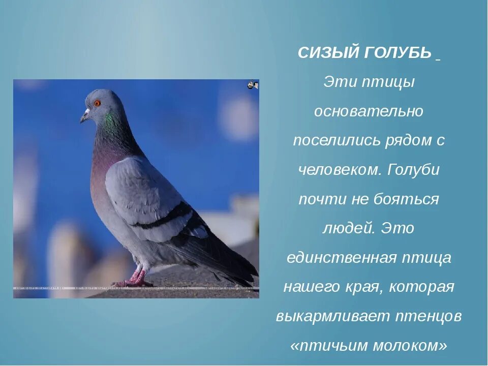 Божья птица это. Сизый голубь Перелетная птица. Сизый голубь ареал. Сизый голубь подвиды. Описание голубя.