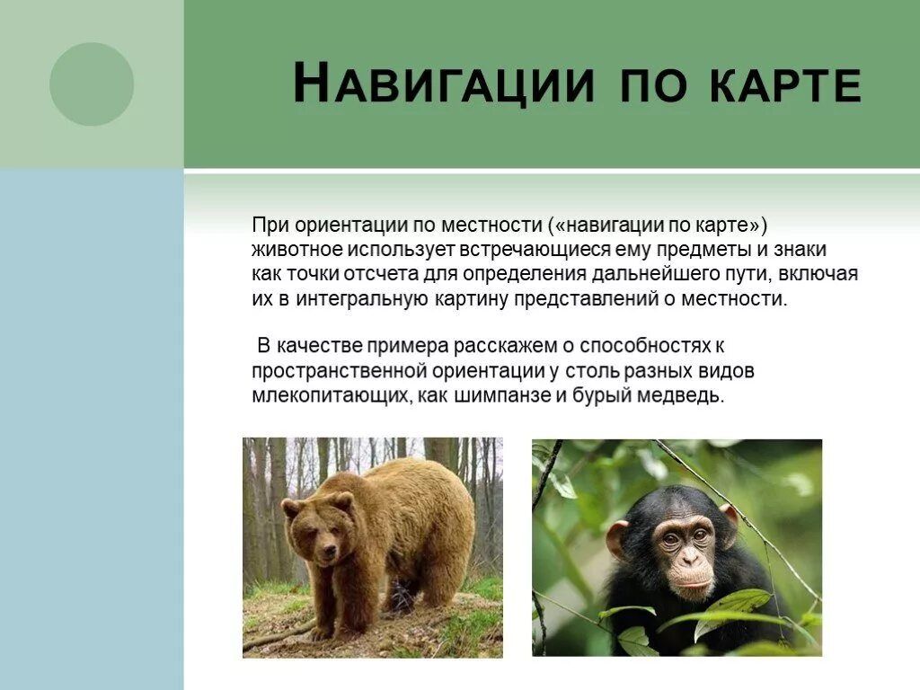 Где используют животных. Ориентация животных в пространстве. животные ориентируются в пространстве. сообщение ориентация животных в пространстве. как разные животные ориентируются в пространстве 6 класс.